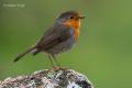 Petirrojo (Erithacus rubecula)