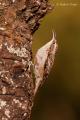 Agateador común (Certhia brachydaxtyla)