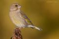 Verderon (Carduelis chloris)