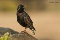 Estornino pinto (Sturnus vulgaris)