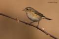 Mosquitero común (Phylloscopus collybita)