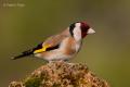 Jilguero (Carduelis carduelis)