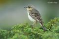 Bisbita campestre (Anthus campestris)