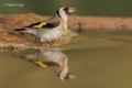 Jilguero (Carduelis carduelis)