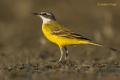 Lavandera Boyera (Motacilla iberiae)