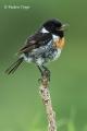 Tarabilla común (Saxicola torquata)