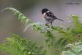 Tarabilla común (Saxicola torquata)