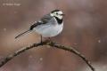 Lavandera blanca (Motacilla alba)