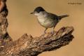 Curruca capirotada (Sylvia atricapilla)