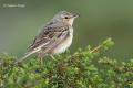 Bisbita campestre (Anthus campestris)