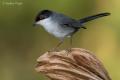 Curruca cabecinegra (Sylvia melanocephala)