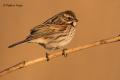 Escribano palustre (Emberiza schoeniclus)