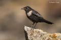 Mirlo capiblanco (Turdus torquatus)