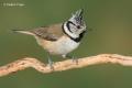 Herrerillo capuchino ( Parus cristatus)