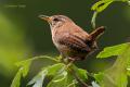 Chochin (Troglodytes troglodytes)