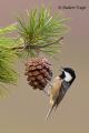 Carbonero garrapinos (Parus ater)