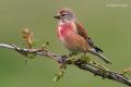 Pardillo común (Carduelis cannabina)