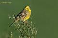 Escribano cerillo (Emberiza citrinella)