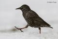 Estornino negro (Sturnus unicolor)