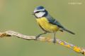 Herrerillo común (Parus caeruleus)