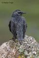 Estornino negro (Sturnus unicolor)