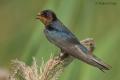 Golondrina comun (Hirundo rustica)