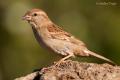 Hembra de Gorrion comun (Passer domesticus)