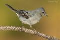 Pinzon azul (Fringilla teydea)