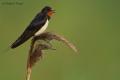 Golondrina comun (Hirundo rustica)