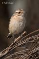 Tarabilla norteña (Saxicola rubetra)