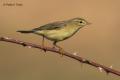 Mosquitero musical (Phylloscopus trochilus)