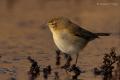 Mosquitero común (Phylloscopus collybita)