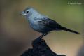 Pinzon azul (Fringilla teydea)