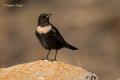 Mirlo capiblanco (Turdus torquatus)