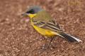 Lavandera Boyera (Motacilla Thunbergi)