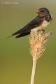 Golondrina comun (Hirundo rustica)