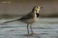 Lavandera blanca (Motacilla alba)