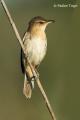 Carricero tordal (Acrocephalus arundinaceus)