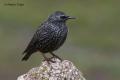 Estornino negro (Sturnus unicolor)