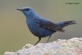 Roquero solitario (Monticola solitarius)