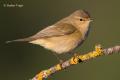 Mosquitero común (Phylloscopus collybita)