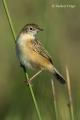 Buitron (Cisticola juncidis)