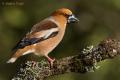 Picogordo (Coccothraustes coccothraustes)