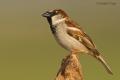 Gorrion comun (Passer domesticus)