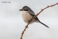 Alcaudón real (Lanius excubitor)