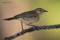 Mosquitero canario (Phylloscopus canariensis)