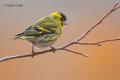 Lugano (Carduelis spinus)