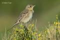 Bisbita campestre (Anthus campestris)