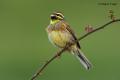 Escribano soteño (Emberiza cirlus)