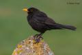 Mirlo común (Turdus merula)